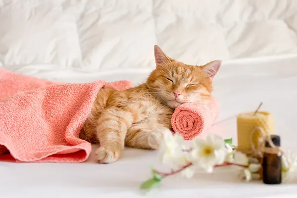 Viajar con tu gato puede ser una experiencia maravillosa… o estresante, si no se prepara adecuadamente. Por eso, hoy en Trans Animal Cargo te traemos los mejores trucos de...