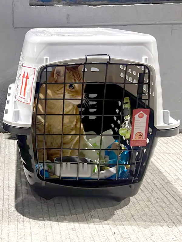 Img-TransAnimalCargo-Servicios-Transporte-Internacional-Canadá-600x800