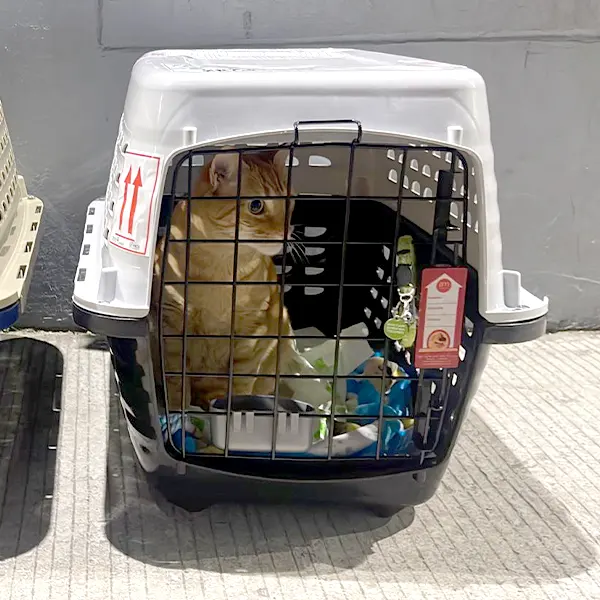 Img-TransAnimalCargo-Servicios-Transporte-Internacional-Canadá