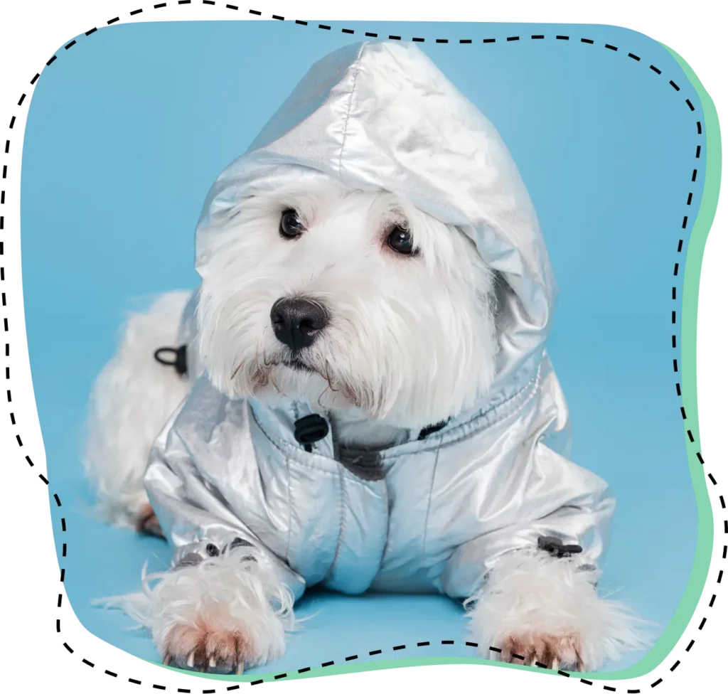 Perro blanco con un impermeable plateado con capucha sobre fondo azul