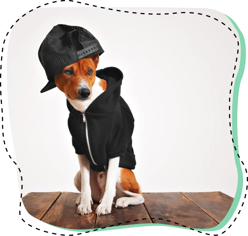 Perro pequeño con sudadera y gorra negra sentado sobre una superficie de madera