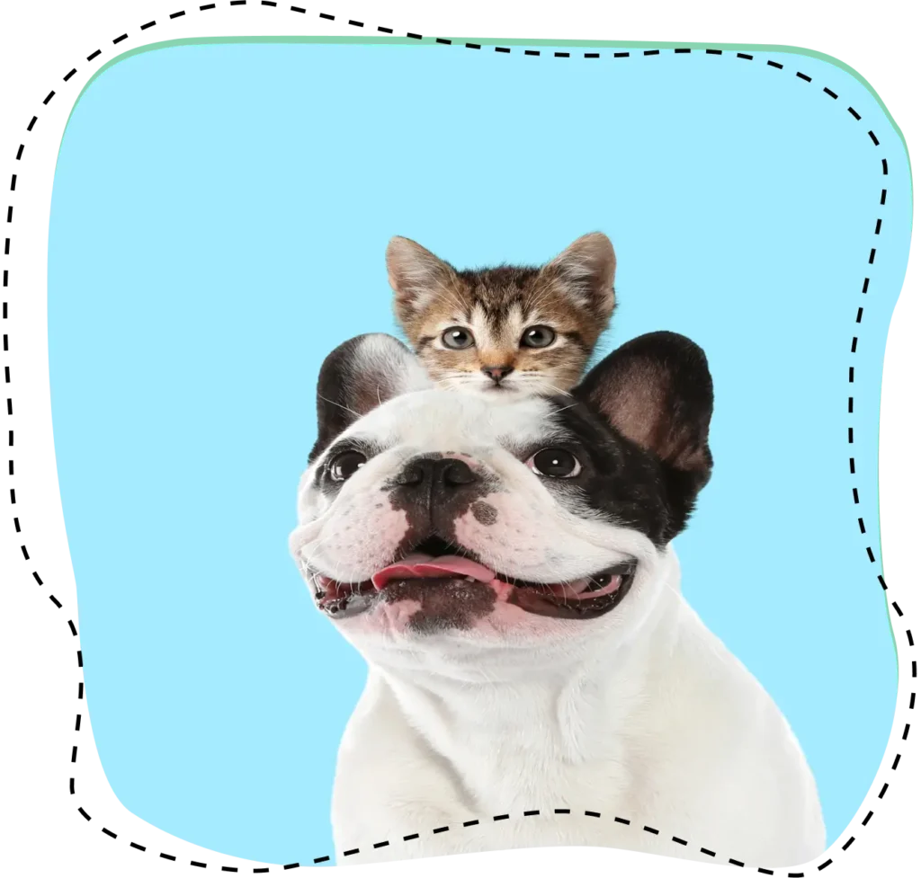 Un bulldog francés blanco y negro con un gatito atigrado sentado encima de su cabeza