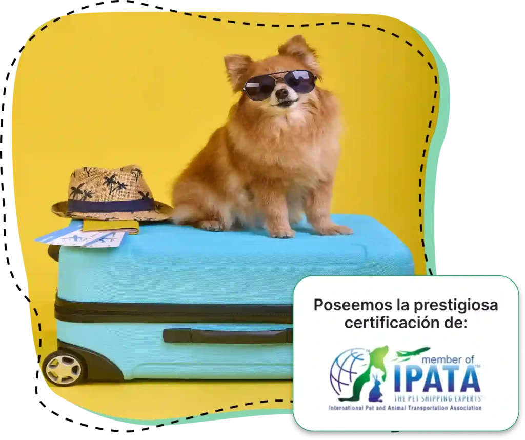 Perro sobre una maleta con el texto: Poseemos la prestigiosa certificación de IPATA, expertos en transporte de mascotas