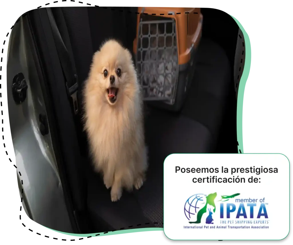 Perro Pomerania en un coche con el texto: Poseemos la prestigiosa certificación de IPATA, The Pet Shipping Experts