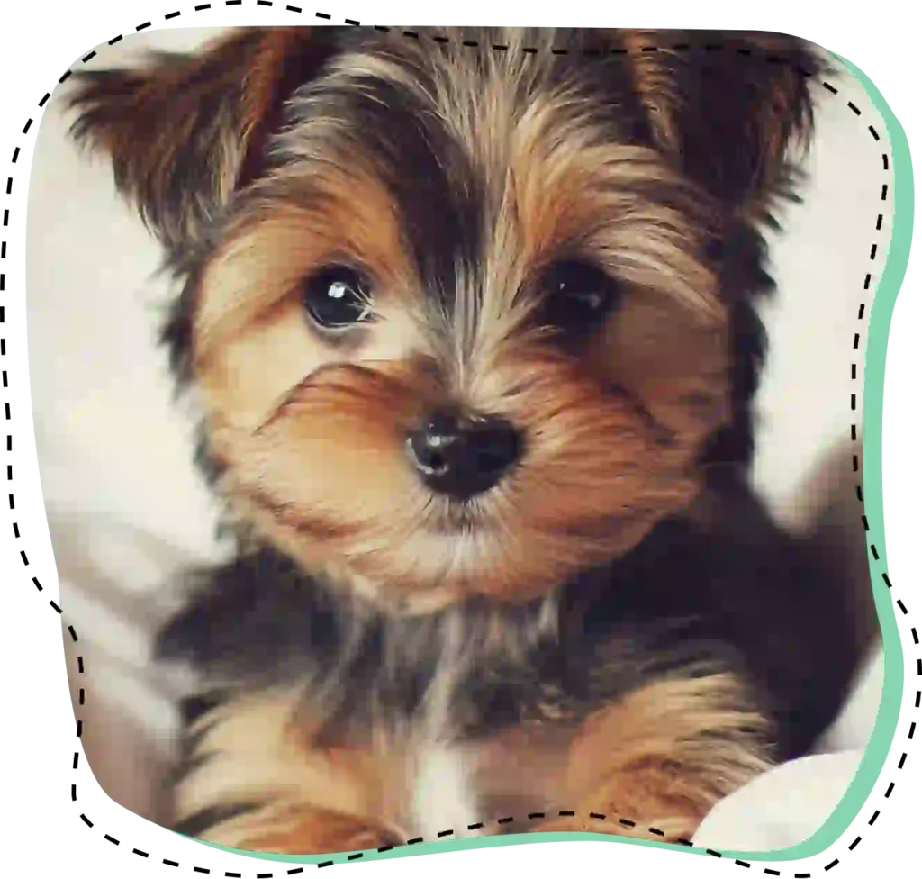 Cachorro de Yorkshire Terrier mirando a la cámara