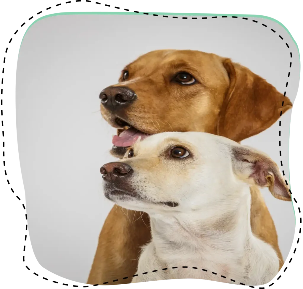 Dos perros, uno marrón grande y uno blanco pequeño, mirando hacia un lado sobre un fondo claro