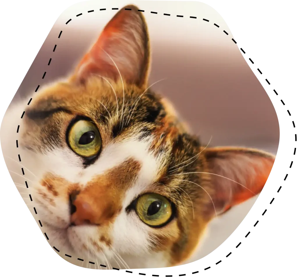 Gato de pelaje blanco y atigrado con grandes ojos verdes mirando a la cámara
