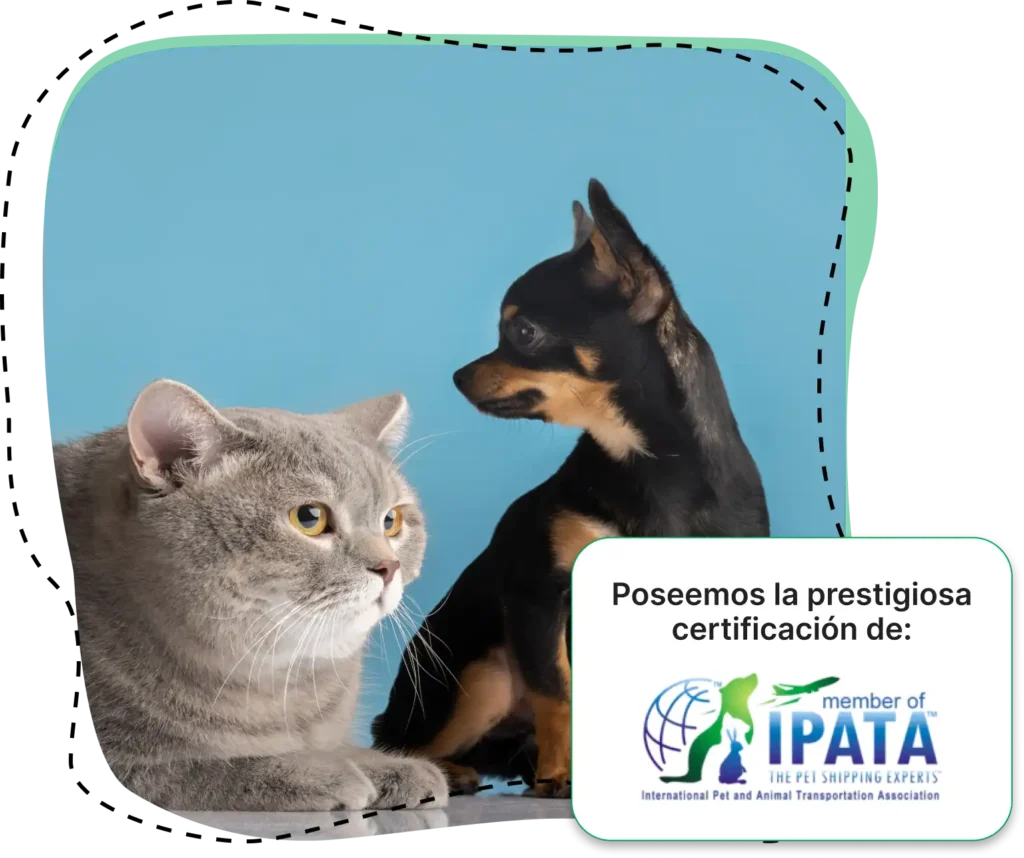 Gato y perro junto al texto: Poseemos la prestigiosa certificación de IPATA, The Pet Shipping Experts