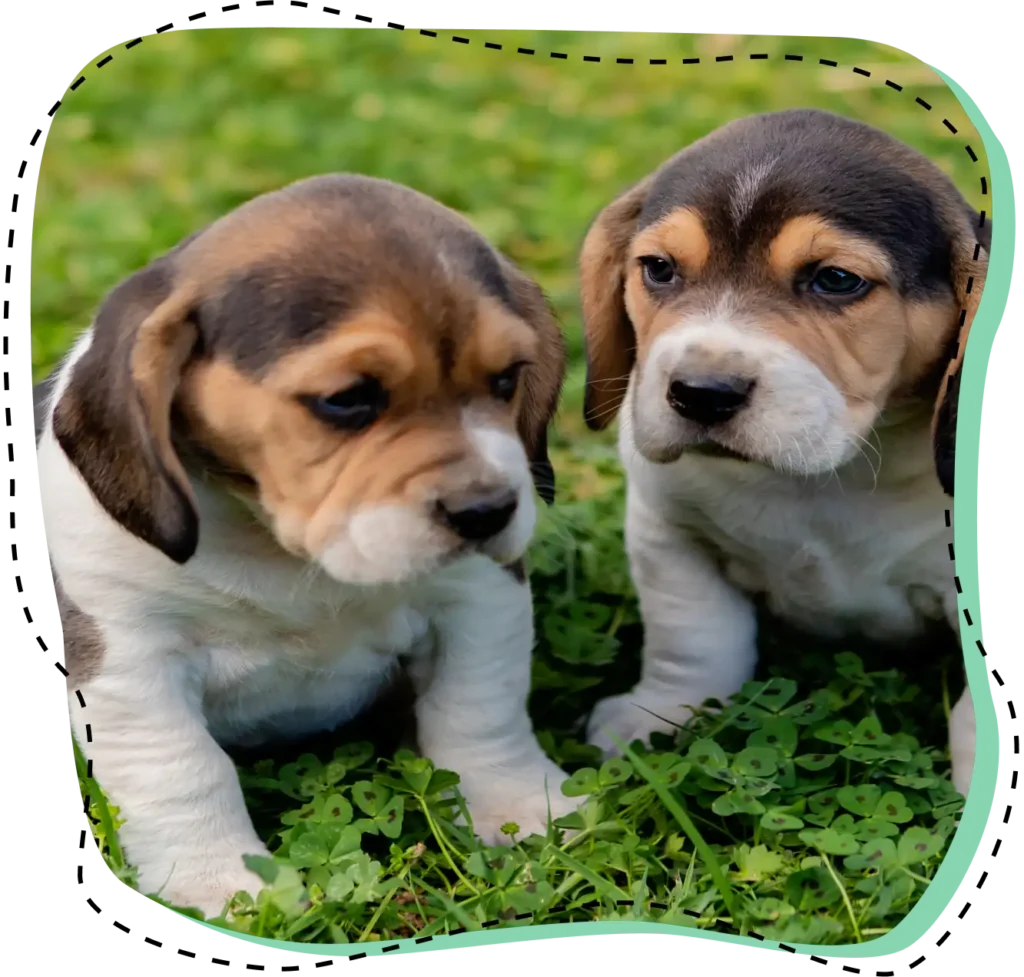 Dos cachorros de beagle sentados en el césped