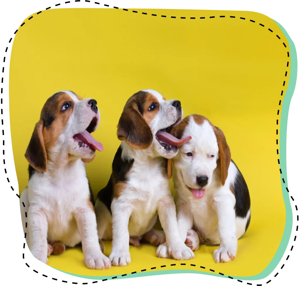 Tres cachorros de beagle sentados sobre un fondo amarillo; dos de ellos bostezan mirando hacia arriba
