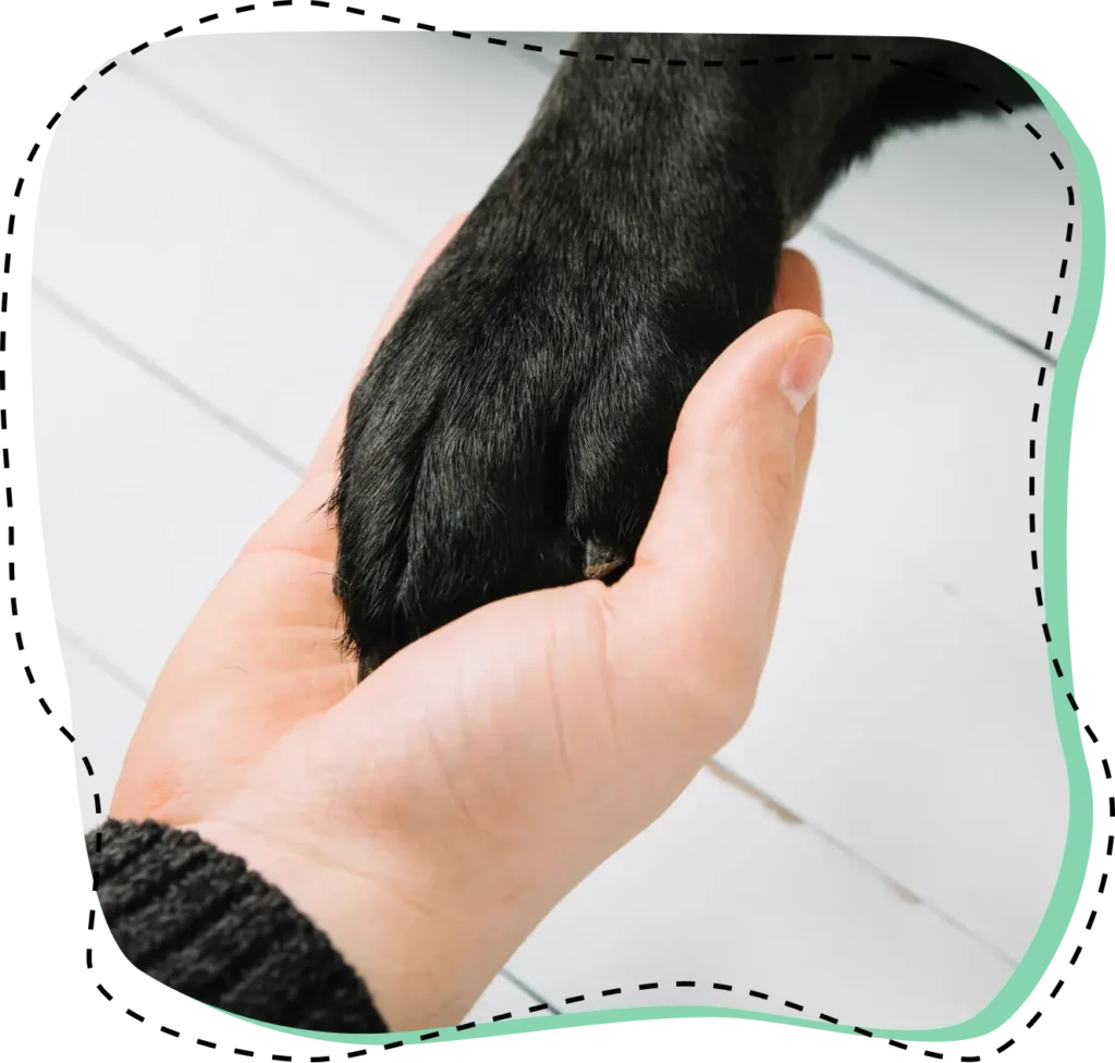 Mano humana sosteniendo la pata de un perro negro