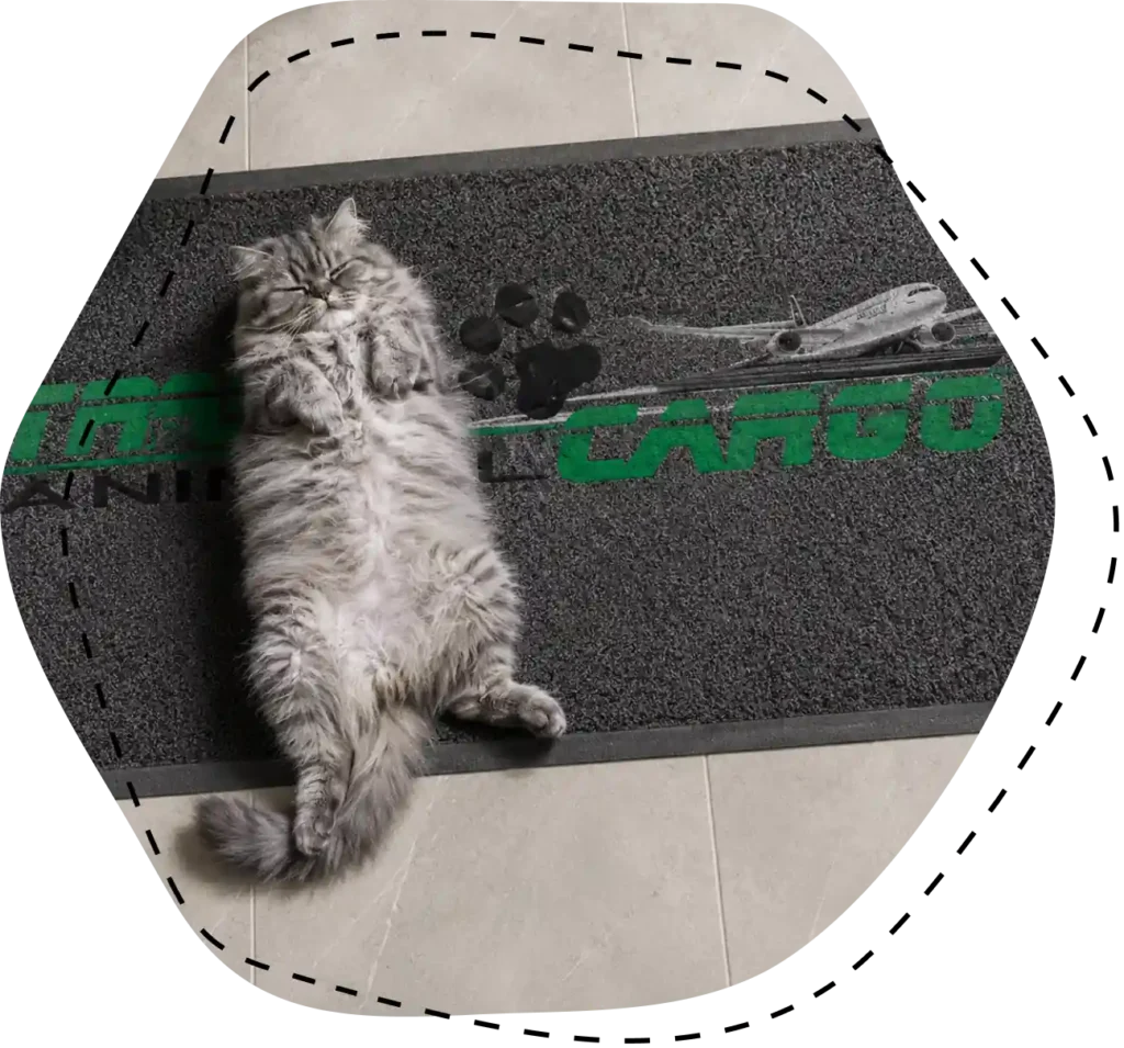 Gato descansando en las instalaciones de Transanimal Cargo, empresa especializada en transporte de mascotas.